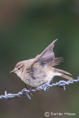 Siberian Chiffchaff