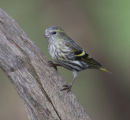 Siskin