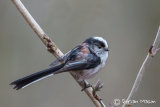 Long-tailed Tit