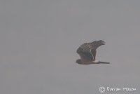 Hen Harrier