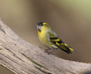 Siskin