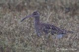 Whimbrel