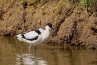 Avocet
