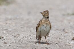 Skylark