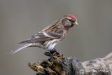 Lesser Redpoll