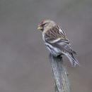 Redpoll