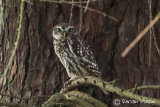 LittleOwl