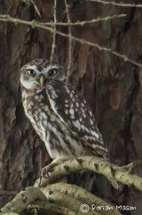 LittleOwl