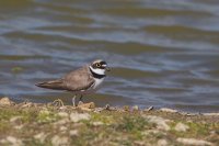 Little ringed Plover