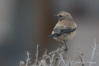 Desert Wheatear
