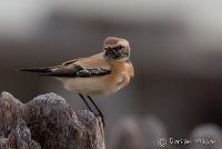 BIRDS 2016