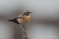 Desert Wheatear