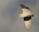 Barn Owl