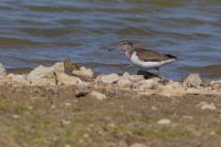 Common Sandpiper