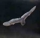 Barn Owl