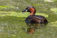Little Grebe