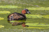 Little Grebe