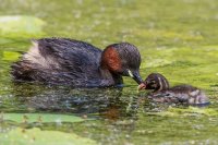Little Grebe