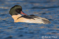 Goosander