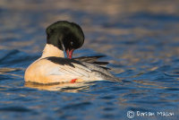 Goosander