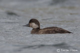 Common Scoter