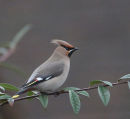 Waxwing