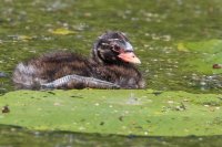 Little Grebe