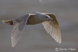 Glaucous Gull