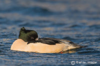 Goosander
