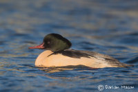 Goosander
