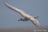 Glaucous Gull