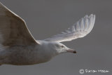 Glaucous Gull