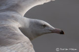 Glaucous Gull