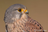 Kestrel