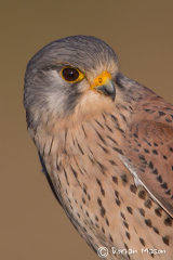 Kestrel