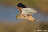 Kestrel