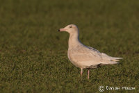 Glaucous Gull