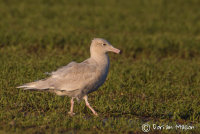 Glaucous Gull