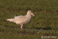 Glaucous Gull