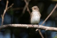 Spotted Flycatcher