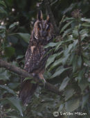 Long eared Owl