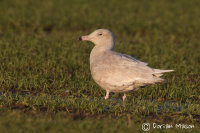 Glaucous Gull