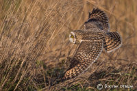 Short-eared Owl