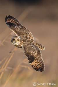 Short-eared Owl