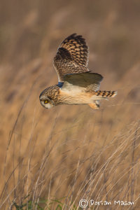 Short-eared Owl