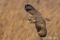 Short-eared Owl