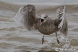 Kumlien's Gull
