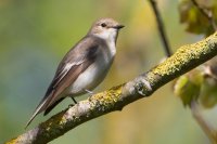 Pied Flycatcher