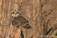 Short-eared Owl