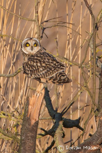 Short-eared Owl